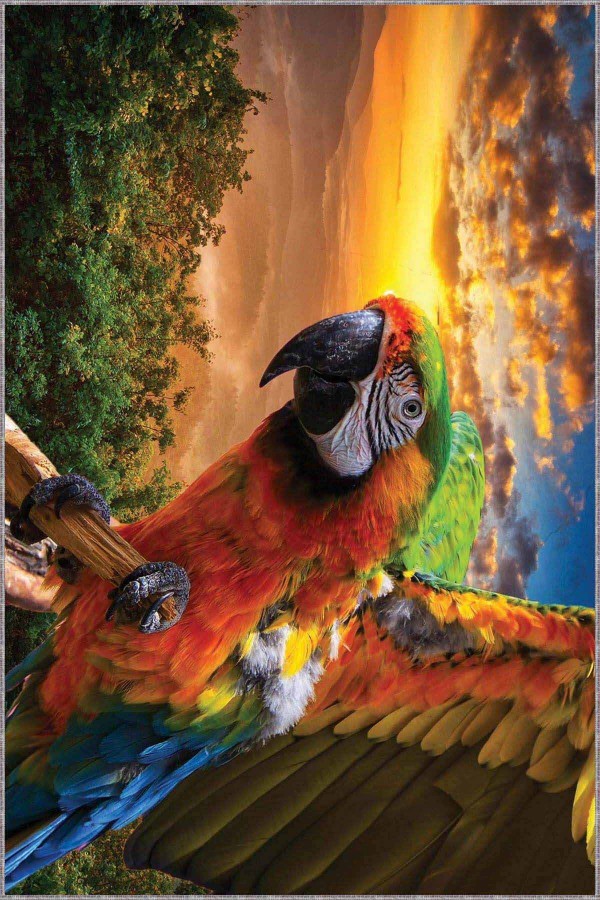 Çok Renkli Papağan Desen Kaymaz Taban Dekoratif Halı RV324